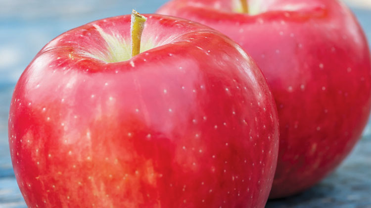 Picture of Michigan Evercrisp Apples