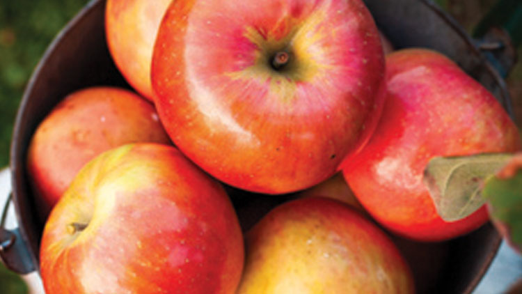 Picture of Washington Sugar Bee Apples