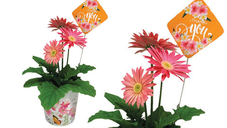 Picture of Thank You Blooming Plant