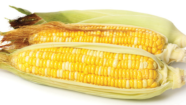Picture of Honey & Cream Sweet Corn