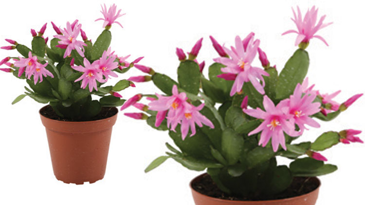 Picture of Spring Zygo Cactus