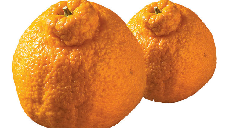 Picture of Sumo Mandarins