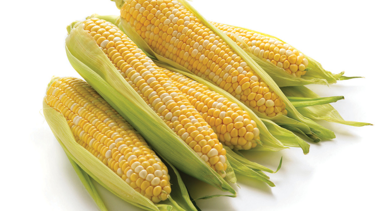 Picture of Bi-Color Sweet Corn