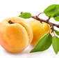 Picture of Sweet Apricots