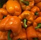 Picture of Sweet Orange Bell Pepper
