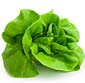 Picture of DeGoede Living Butter Lettuce