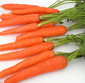 Picture of Crisp Carrots