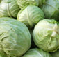 Picture of Green Cabbage