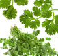 Picture of Fresh Cilantro