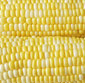 Picture of Bi-Color Corn 