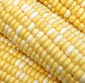Picture of Bi-Color Corn On The Cob