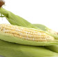 Picture of Corn on the Cob