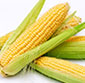Picture of Tender Sweet Yellow, White or Bi-Color Corn