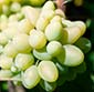 Picture of Cotton Candy Grapes