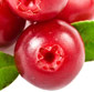 Picture of Cranberries