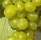 Picture of Sweet Plump Seedless White Grapes