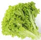 Picture of Green or Red Leaf Lettuce