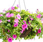 Picture of Hanging Flower Baskets