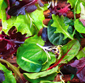 Picture of Organic Salad Mix