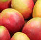 Picture of Tropical Ripe Juicy Mangoes
