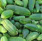 Picture of Mini Cucumbers