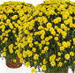 Picture of Berkot's Famous Beautiful Fall Mums