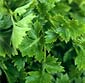 Picture of Italian Parsley