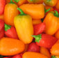 Picture of Organic Sweet Mini Peppers