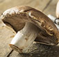 Picture of Portabello Mushrooms