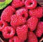 Picture of Raspberries