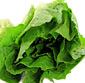 Picture of Organic Romaine Lettuce