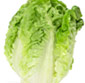 Picture of Organic Romaine Lettuce