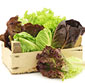 Picture of Organic Red or Green Leaf Lettuce