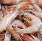 Picture of Colossal EZ Peel White Shrimp