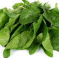 Picture of Spinach