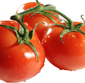Picture of Tomatoes on the Vine