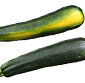 Picture of Organic Zucchini Squash