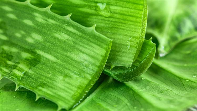 Picture of Aloe Vera