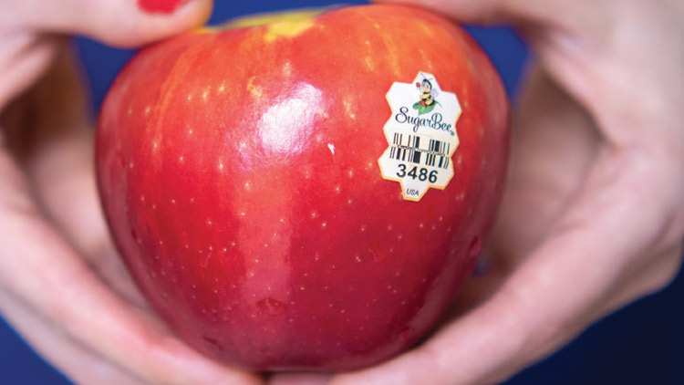 Picture of Sweet Sugar Bee Apples