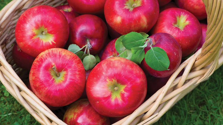 Picture of Fuji Apples