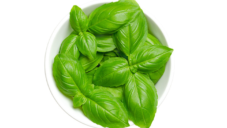 Picture of Wild Harvest Organic Basil
