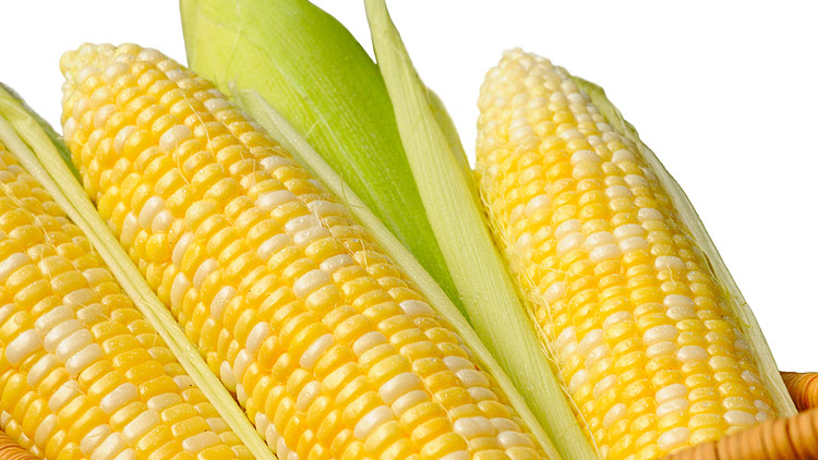 Picture of Sweet Yellow Corn 