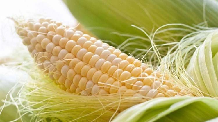 Picture of Fancy Sweet Corn