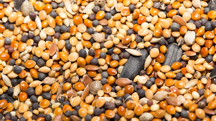 Picture of Ace Suet for Wild Birds