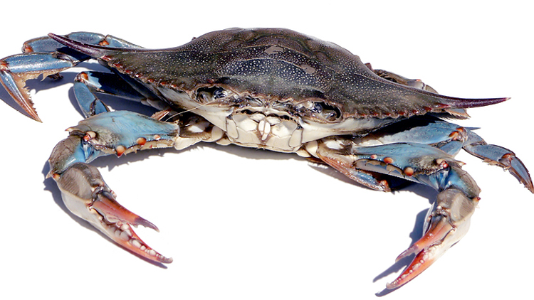 Picture of Yuken's Best Clean Blue Swimming Crab