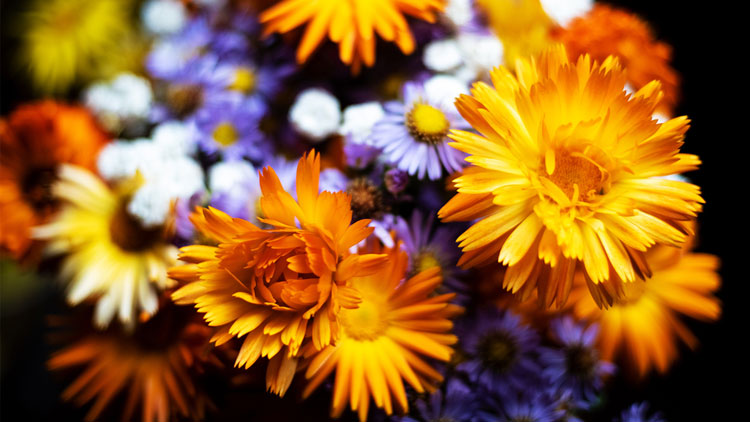 Picture of Candy Explosion Bouquets
