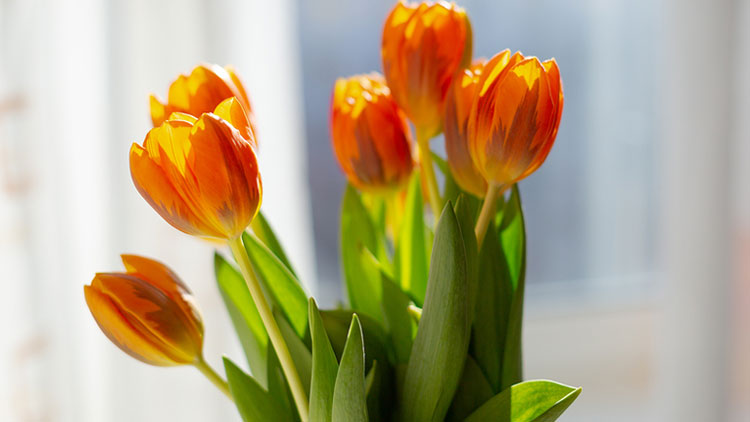 Picture of Tulips
