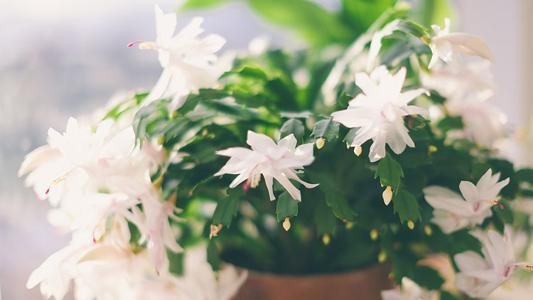 Picture of Christmas Cactus