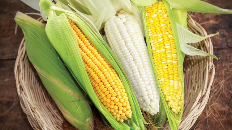 Picture of Untimmed Corn-on-the-Cob