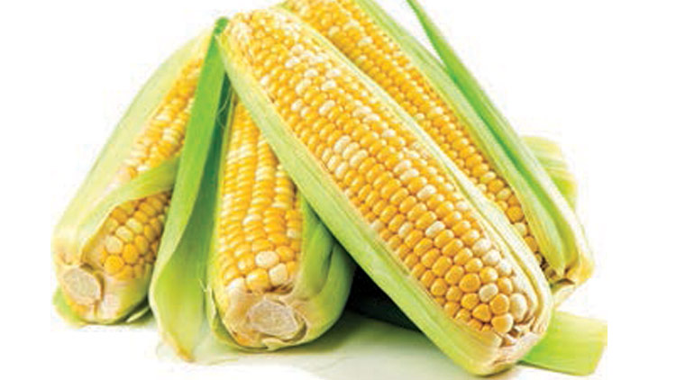 Picture of Sweet Bi-Color Corn